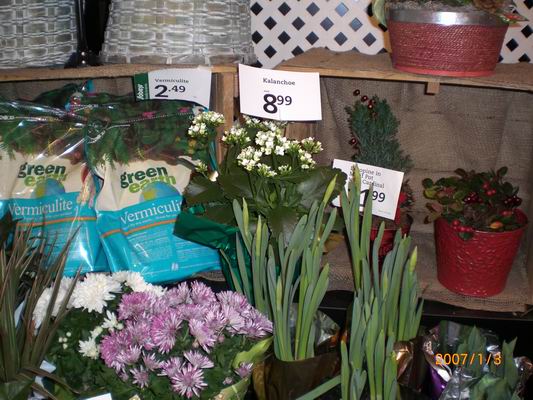 Resize of CIMG0492.JPG